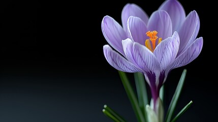   A tight shot of a purple bloom against a backdrop of emerald green stems, set against an unyielding black background