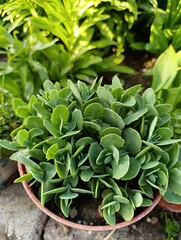 Phedimus spurius, the Caucasian stonecrop or two row stonecrop,is a species of flowering plant in the family Crassulaceae. It is still widely listed in the literature as Sedum spurium.