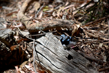 Male fairy wrens have rich blue and black plumage above and on the throat. The belly is grey-white and the bill is black.