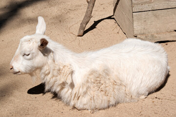 Goats are farm animals that arch backward, a short tail, and straighter hair.