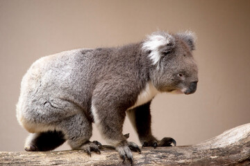 the Koala has a large round head, big furry ears and big black nose. Their fur is usually...