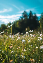 Sunlit Wildflowers in a Lush Meadow