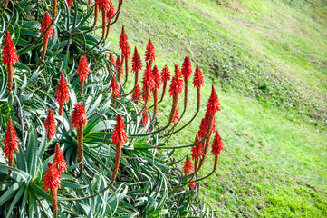 Aloe Arborescens plants on Mar del Plata's coast