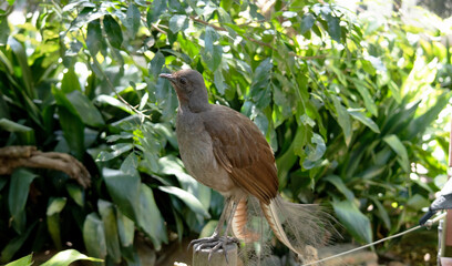 the lyre bird male has an ornate tail, with special curved feathers that, in display, assume the shape of a lyre