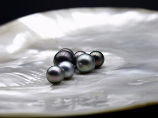 Expensive and luxurious Tahiti black pearls in a white shell on black background, ready to be made...