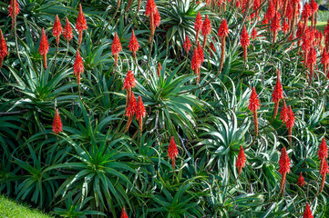 Aloe Arborescens plants on Mar del Plata's coast