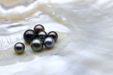 Expensive and luxurious Tahiti black pearls in a white shell on black background, ready to be made...