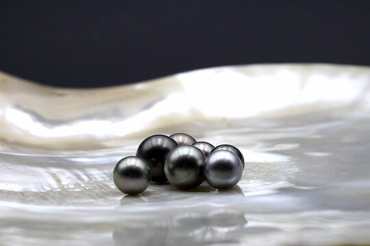 Expensive and luxurious Tahiti black pearls in a white shell on black background, ready to be made into earrings, pendants or necklaces and sold in jewelry store.