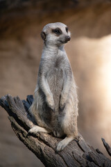 Meerkats take turns standing in a raised lookout position above the burrows so they can see everything and protect their clan while other members are foraging or playing.