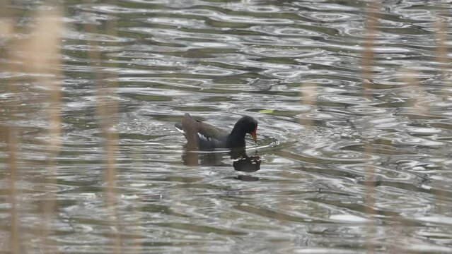 common moorhen in a pond