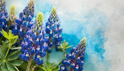 Tuinposter blue ombre wash watercolor background texture with bluebonnets © Tomas