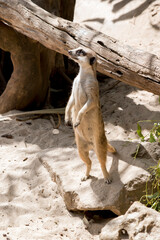 meerkats have  bushy, brown-striped fur, a small, pointed face, and large eyes surrounded by dark...