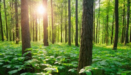 sunrays over a green forest in summer - obrazy, fototapety, plakaty