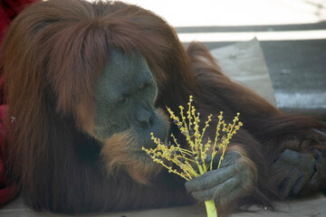 Orangutans are the largest arboreal mammal, spending most of their time in trees. Long, powerful...