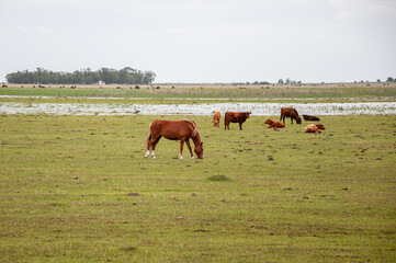 landscape of a field in the Argentine pampas with horses and cows in spring