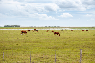 landscape of a field in the Argentine pampas with horses and cows in spring