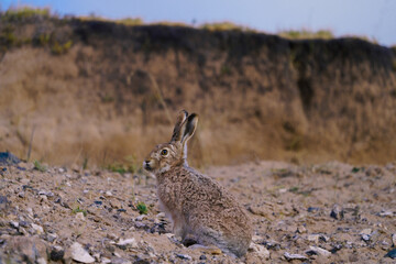 Wild Hare in the Wilderness