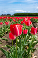 Red Tulip Field