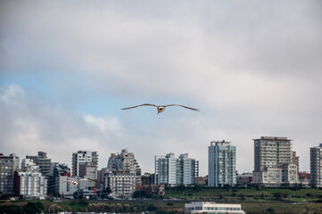 Seagull - Larus Atlanticus - flying over the city