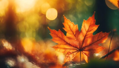 close up of nature view orange red maple leaf under sunlight with bokeh and copy space using as background natural plants landscape ecology wallpaper concept - Powered by Adobe