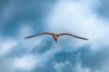 Olrog's Gull (Larus Atlanticus) flying under a stormy sky