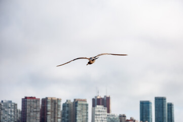 Seagull - Larus Atlanticus - flying over the city