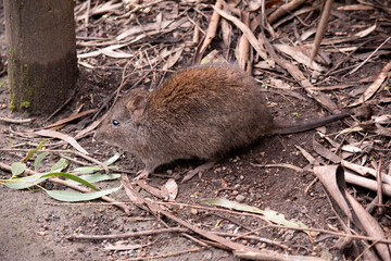 The Long-nosed Potoroos have a brown to grey upper body and paler underbody. - obrazy, fototapety, plakaty