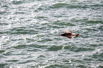 Olrog's Gull (Larus Atlanticus) flying over the sea