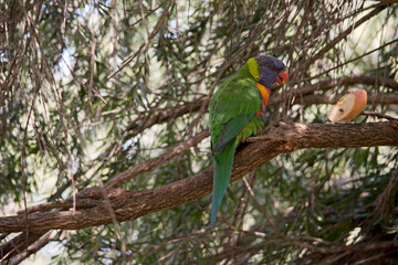 the rainbow lorikeet is a colorful bird