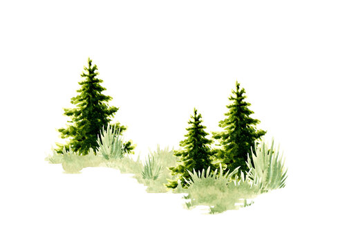 Watercolor illustration of a natural landscape element. Forest wildlife scene with green grass, coniferous trees, spruce, fir, pine. For composing compositions on the theme of forest, tourism, travel.