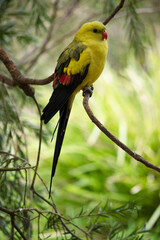 The male Regent Parrot has a general yellow appearance with the tail and outer edges of the wings being dark blue-black