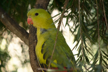 The female regent parrot is all light green. It has yellow shoulder patches and a narrow red band crosses the centre of the wings and yellow underwings.