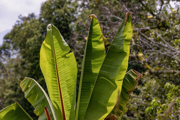 The leaves of a banana tree illuminated by the light of  the  afternoon, in the eastern Andean mountains of central Colombia.