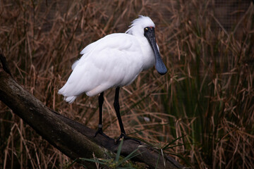 The royal spoonbill is a large white sea bird with a black bill that looks like a spoon. The royal spoonbill has yellow eyebrows and black legs