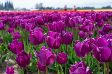 Obraz premium Tulip Fields