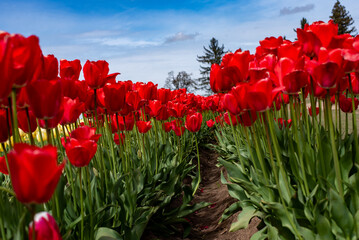 Tulip Fields