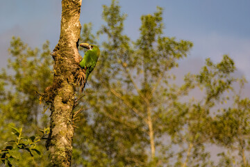 An exotic emerald toucanet with an insect in its bill, at the entrance of its nest, in a forest in the eastern Andean mountains of central Colombia.