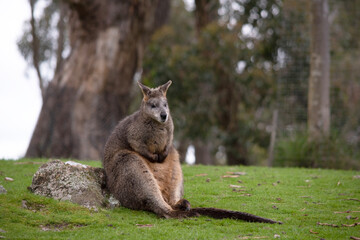 Naklejka na ściany i meble the swamp wallaby has a brown and grey back with a grey face and a long tail. Its paws are black