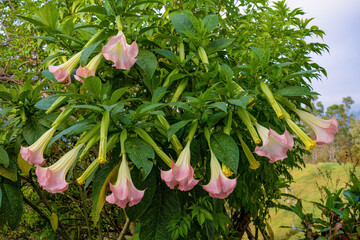 View of a flowering angel's trumpet tree full of pink flowers and buds, in a farm in the eastern Andean mountains of central Colombia.