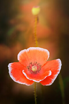 poppy flower in the field