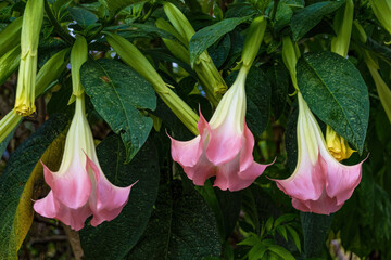 Three pink angel's  trumpet  flowers hanging from their tree, in a farm in the eastern Andean mountains of central Colombia.