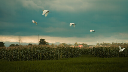 birds flying over the field