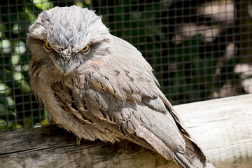 the tawny frogmouth is resting on a fence