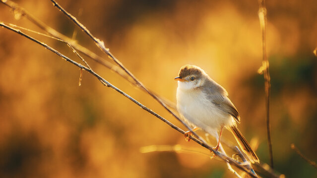 bird on a branch