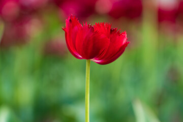 Flowers in a flower bed tulips. Greening the urban environment. Background with selective focus