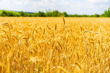 A field of golden wheat with a clear blue sky in the background