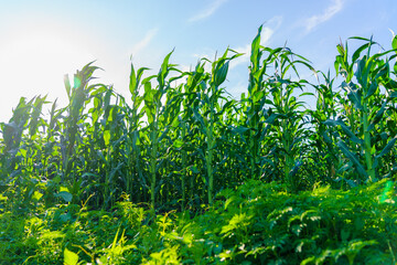 A field of corn is in full bloom