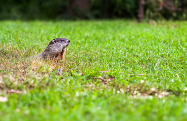 Groundhog watches the environment outside his burrow, in New Jersey. The groundhog (Marmota monax) is a rodent belonging to the group of large ground squirrels known as marmots - 783429857