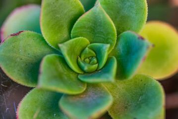 Macro photograph of an Aeonium haworthii Webb & Berth. Ornamental plant with fleshy leaves from the Crassulaceae family.