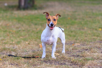 A cute Jack Russell Terrier dog walks in a clearing in the forest. Pet portrait with selective focus and copy space